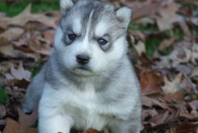 Awaiting siberian husky puppies for sale