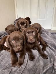 Cute Labrador Retriever puppies for sale 