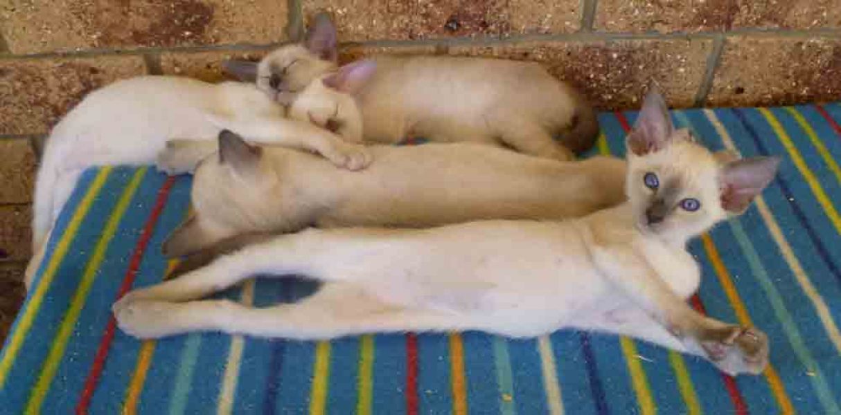 Siamese Kittens Available.