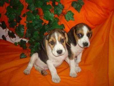 Cheerful beagle puppies for sale