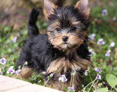 dogs for adoption