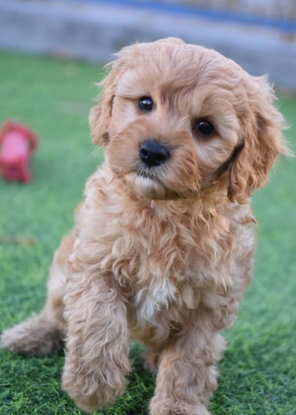 Gorgeous male and female Cavoodles Puppies