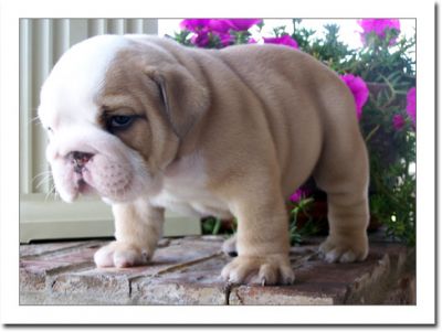 Cute and outstanding English bulldog puppies available for free adoption