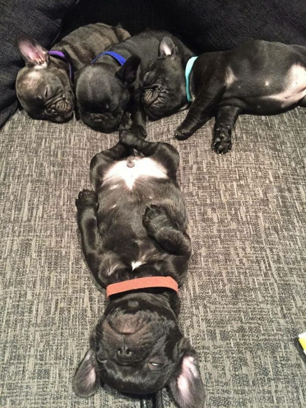 Purebred French Bulldog Puppies