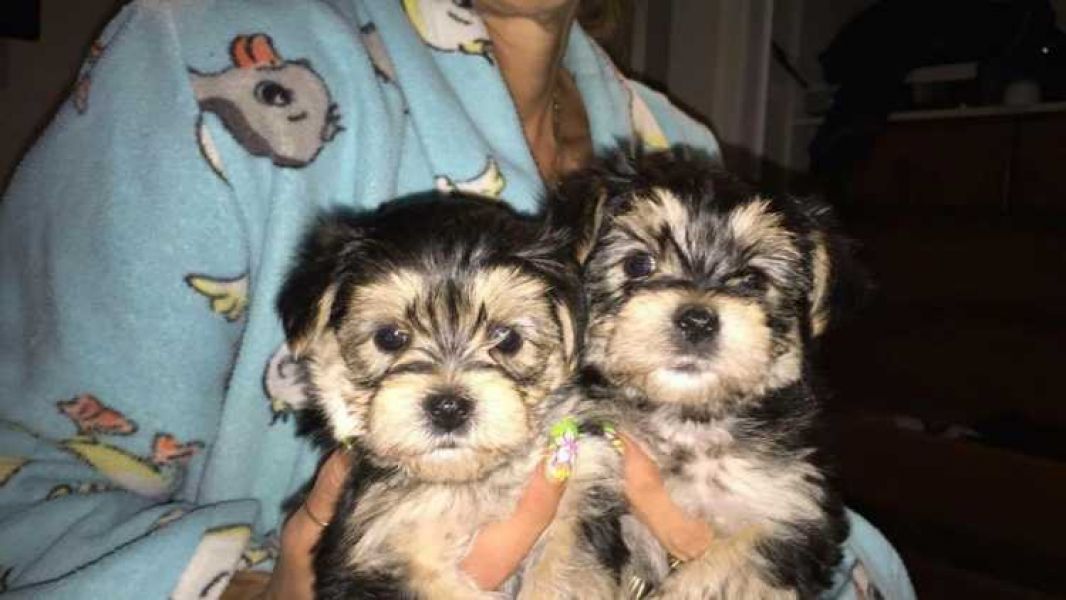 Yorkshire purebred male and female pups