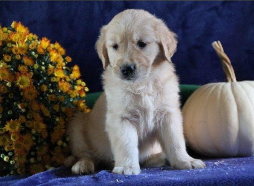 Lab Retriever Puppies Available
