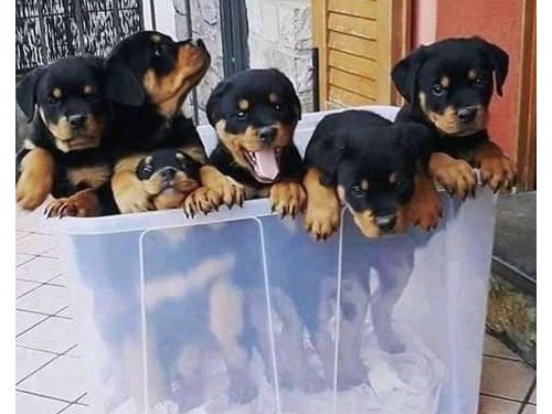 Adorable Rottweiler puppies