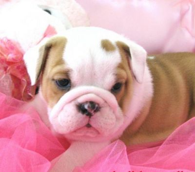  English bulldog puppies