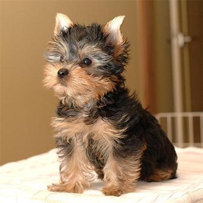 Yorkshire puppies for adoption .