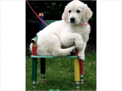 Golden retiever puppy for free adoption