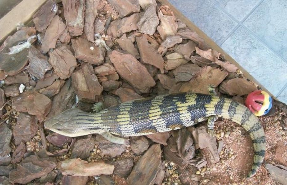 Blue tongue lizard & cage