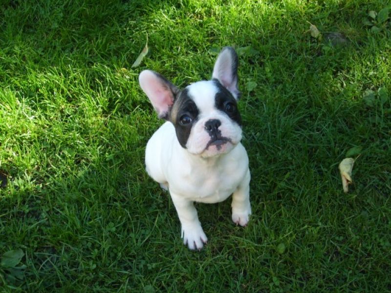 Adorable and playful french bulldog puppies left