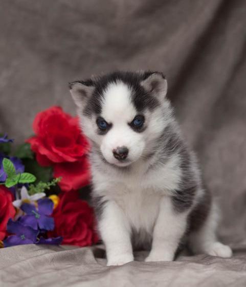 Qualified Siberian Husky Dog