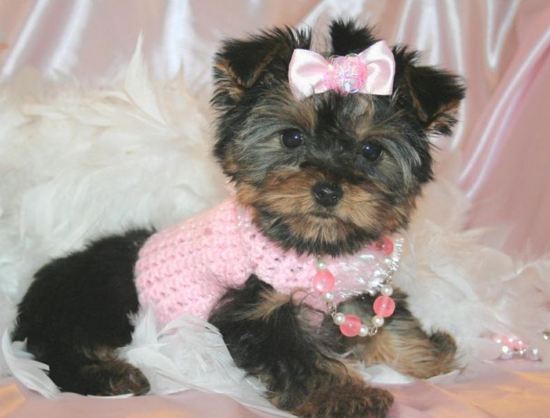 A Nice Yorkie puppies for adoption
