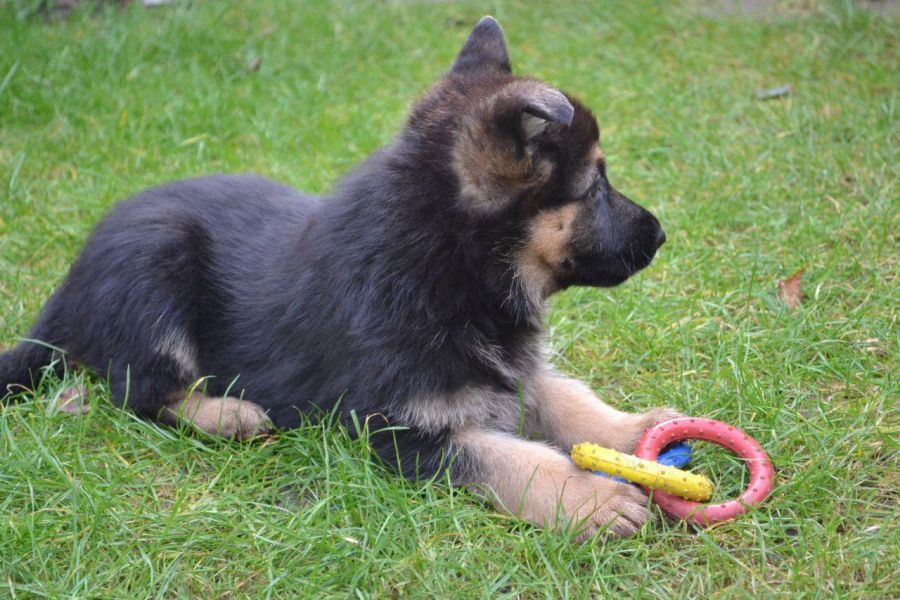 PureBred German Shepherd Puppies Available for Adoption