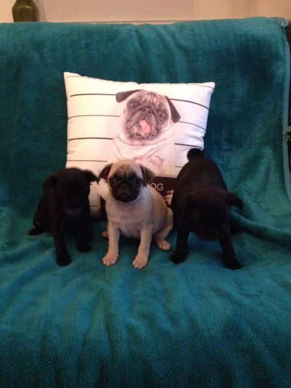 Adorable Male and Female Pug Puppies Available 