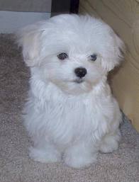 Maltese Puppies Male and Female