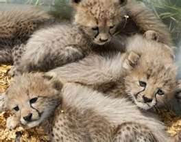 Lion cub,tiger cub,fennec fox,cougar for sale