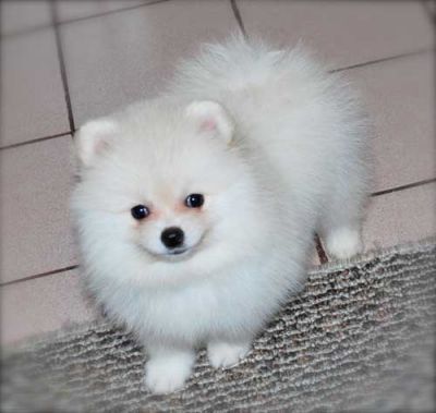 Lovely male and female Pomeranian puppies for adoption.