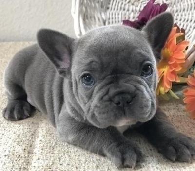 French Bulldog Puppies available