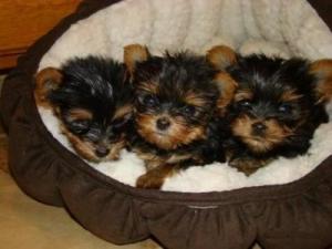 Teacup yorkie puppies for free adoption