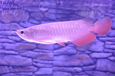 Best quality Super Red Arowana fish and many others for sale