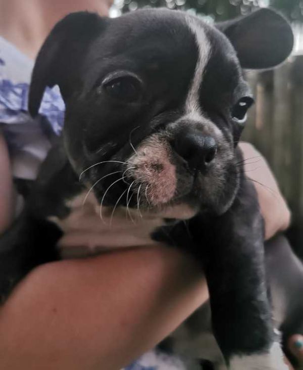 Purebred French Bulldogs Puppies