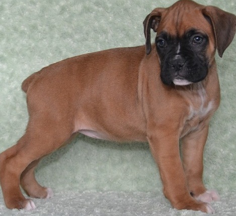 Lovely male and female Boxer puppies for adoption.