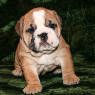 Adorable AKC Registered English Bulldog Puppies for rehoming