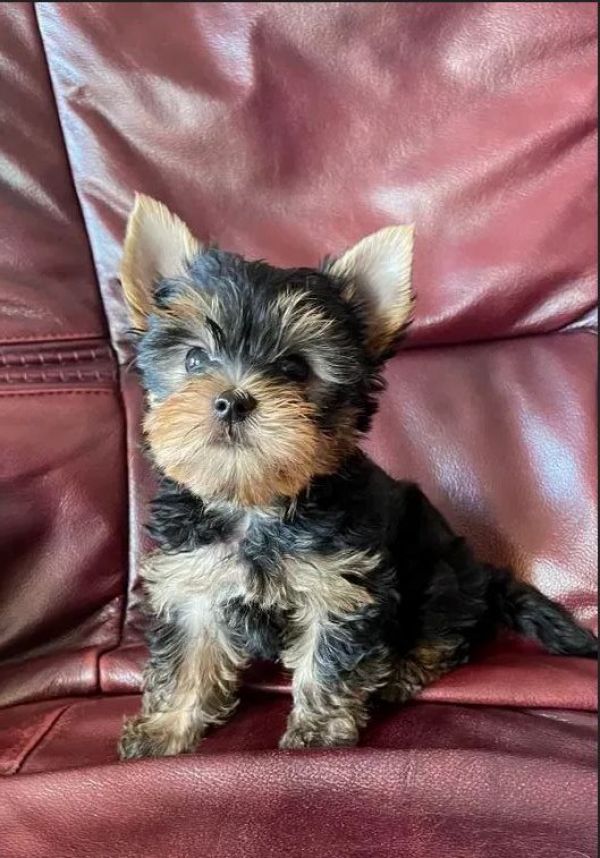 AKC Teacup Yorkie Puppy for free adoption