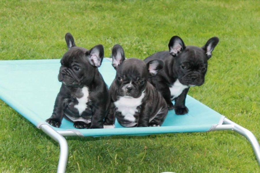 Pure breed British & French Bulldog Pups