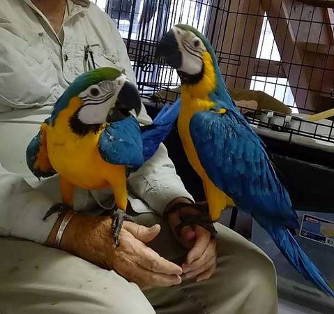 Beautiful Blue And Gold Macaw Parrots