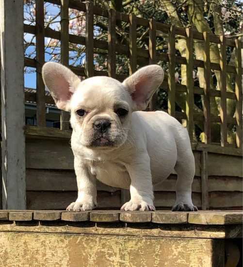 Healthy French Frenchies For Sale, Male and Females