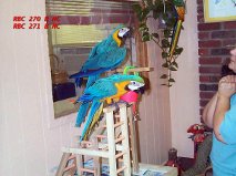 Free good and lovely macaw parrot