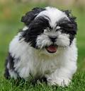 Cute Shih-Tzu puppy For Adoption