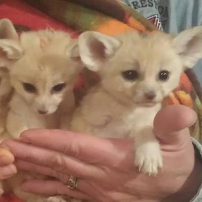 Fennec foxes for sale 