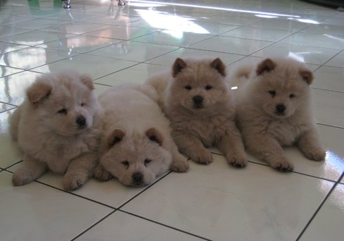 Chow Chow Puppies Now Available 