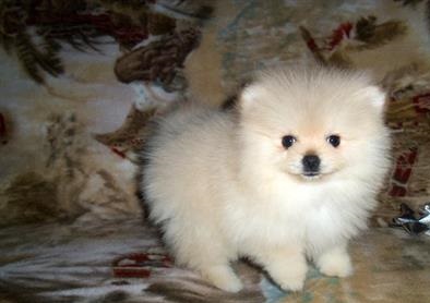 Affectionate Pomeranian puppies  Ready to go now