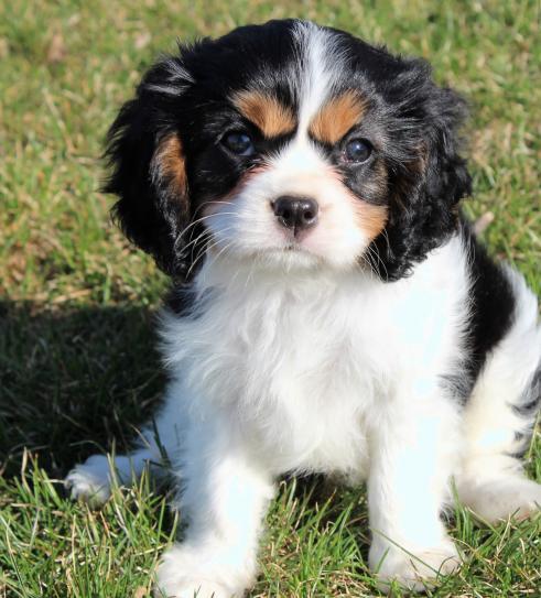 Adorable Cavalier King Charles Spaniel Puppies Looking for New Homes 