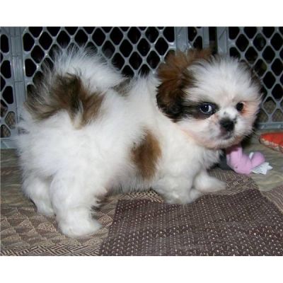 Cute and hometrained shizu female puppy for sale