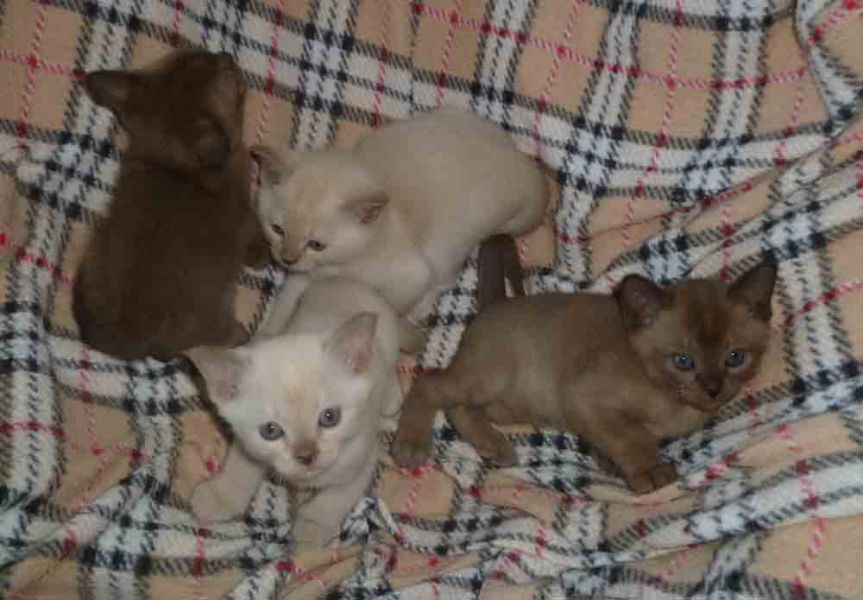 Burmese Kittens Available