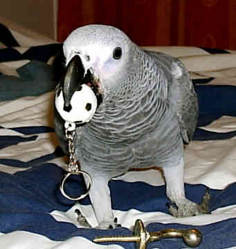 Gey african parrots for sale