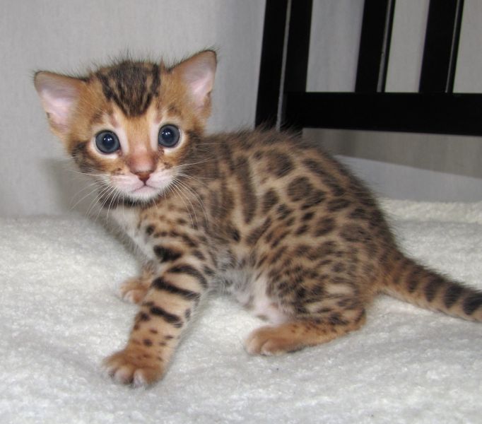 our  playful  bengal kittens for  sale