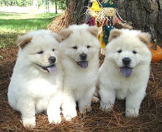 CUTE CHOW CHOW PUPPIES AVAILABLE FOR ADOPTION