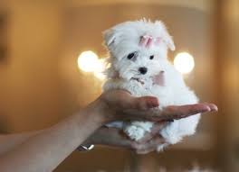 Maltese pups  for sale at affordable prices