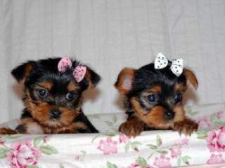 Register Teacup Yorkie Puppies For Adoption