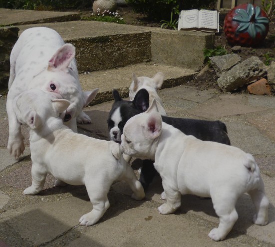 Hello we have 4 lovely French bulldog puppies ready to now to lovely homes, they are pure breed blue