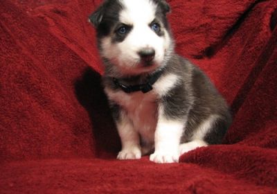 Good looking Siberian husky puppies