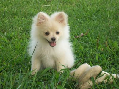 Cute pomeranian puppy for sale to pet loving homes