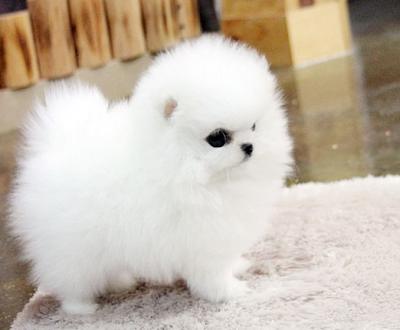 Twillight pomeranian puppies for sale